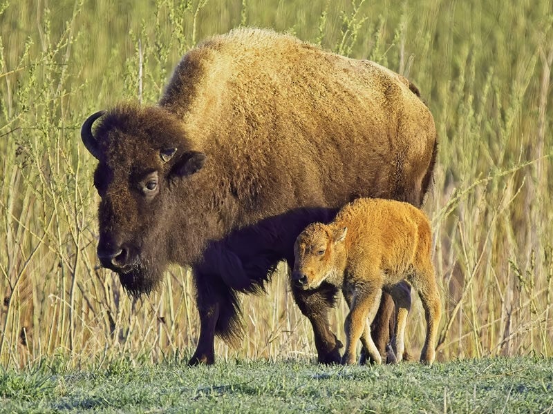 Bison-calf-at-Nachusa-Grasslands-preserve-in-Illinois.-Photo-Credit_-Charles-Larry,-The-Nature-Conservancy