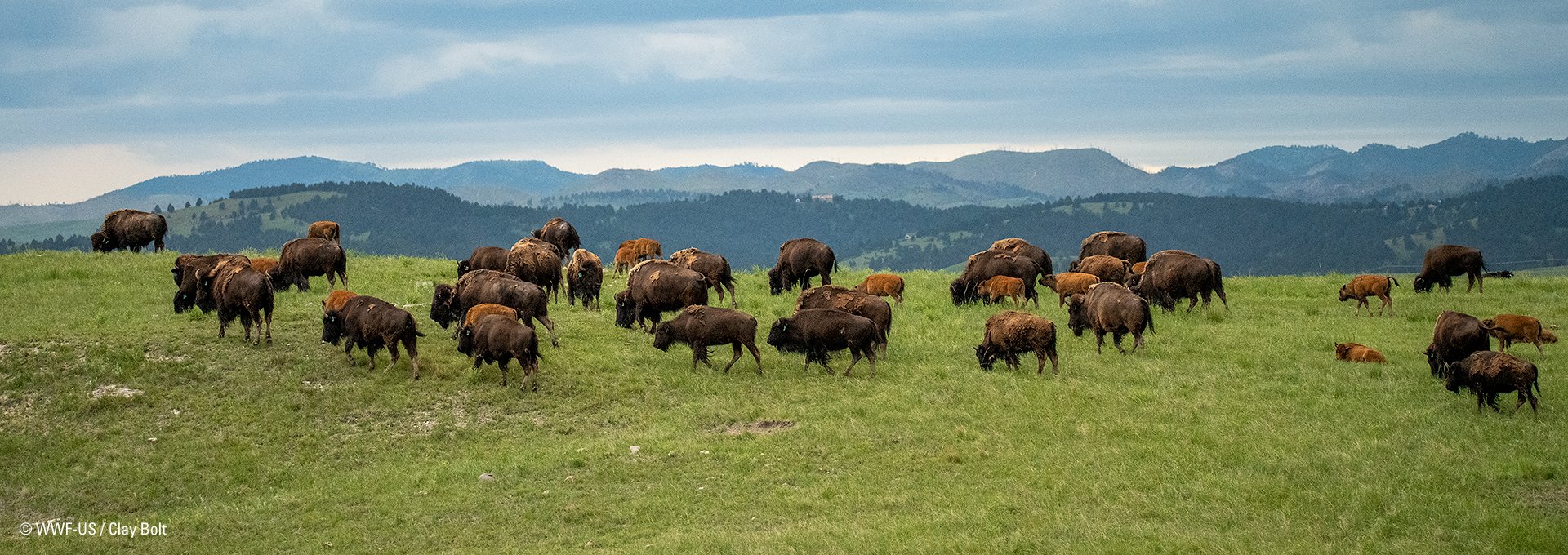 Buff250_cbolt_06162025_DOC6833