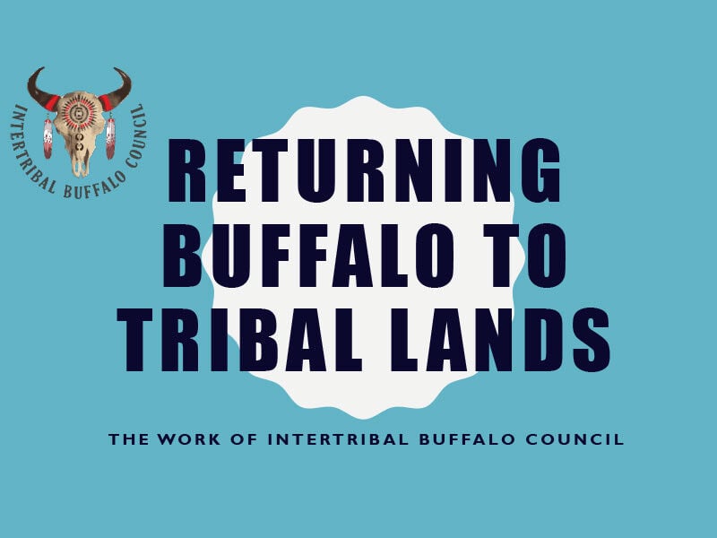 returning-buffalo-to-tribal-lands-cover-text