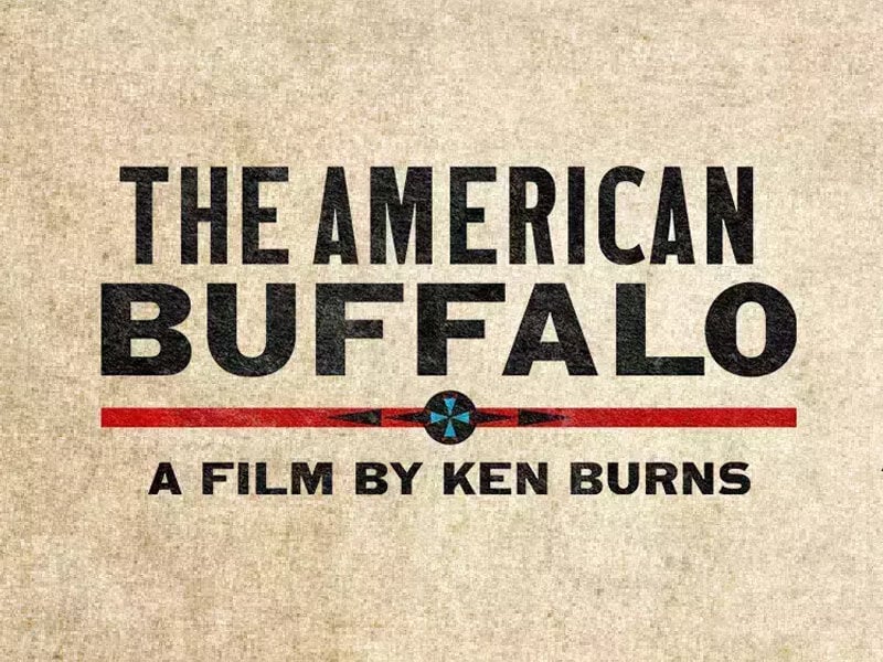 the-american-buffalo-thumbnail