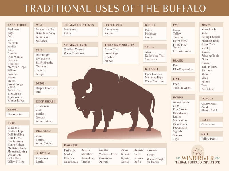 traditional-uses-of-the-buffalo-infographi